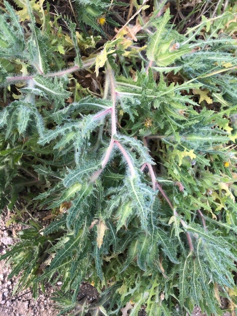 Centaurea benedicta leaf