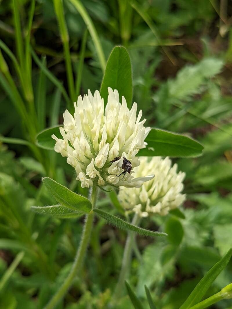 Trifolium trichocephalum flower