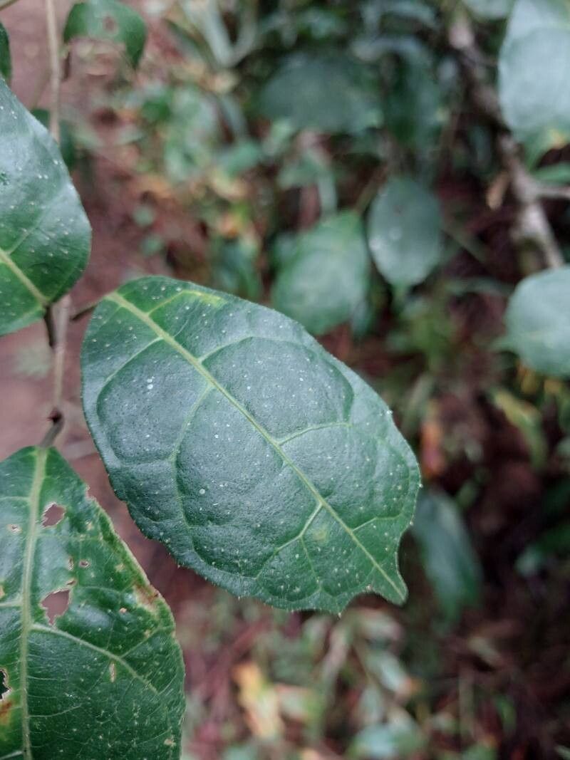 Ficus politoria leaf