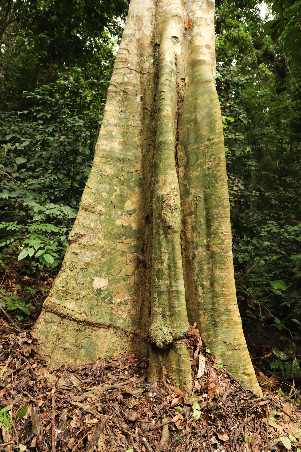 Xylopia cupularis bark