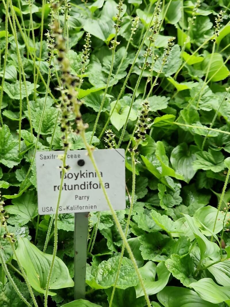 Boykinia rotundifolia habit