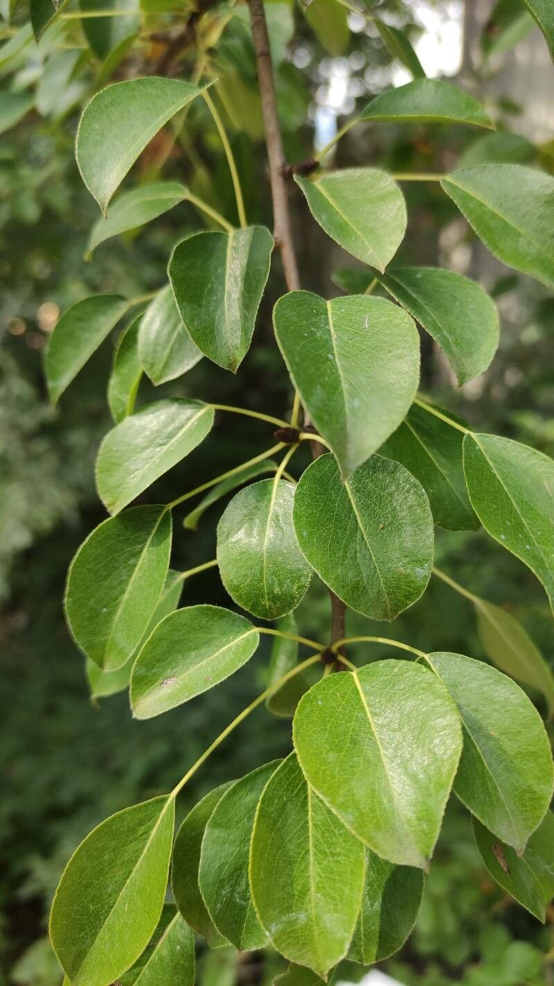 Pyrus elaeagnifolia leaf
