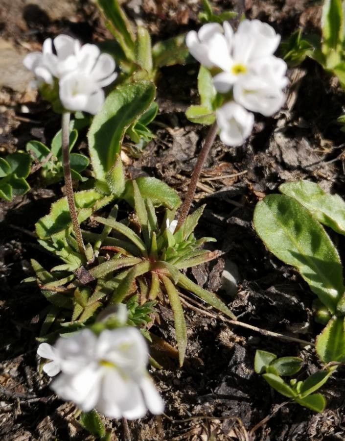 Androsace adfinis habit