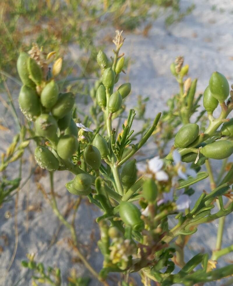 Cakile maritima fruit