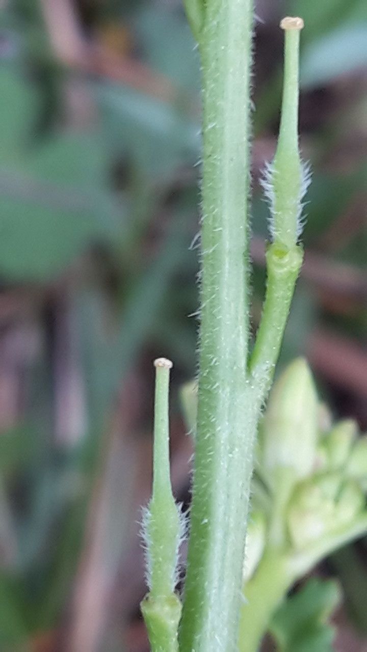 Sinapis pubescens bark