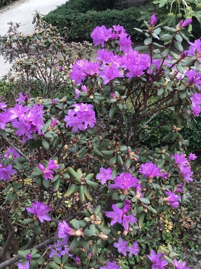 Rhododendron hippophaeoides flower