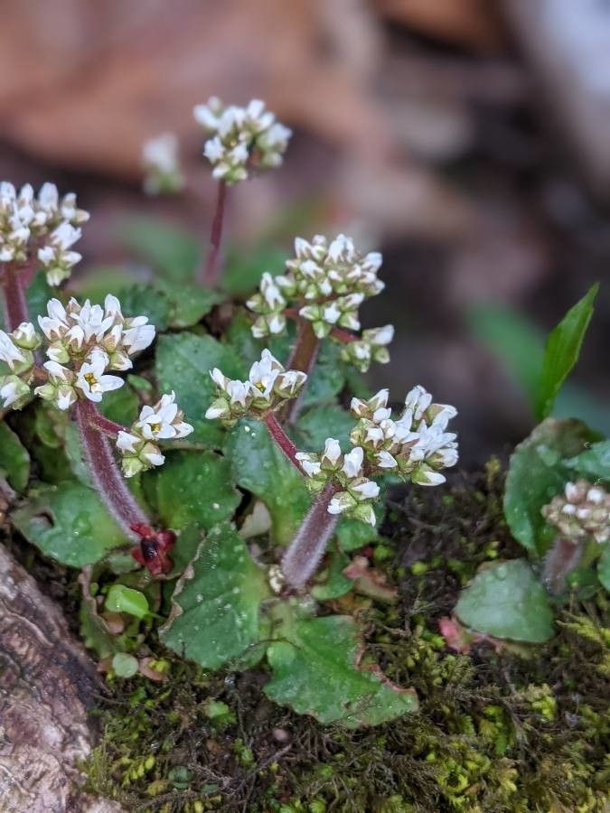 Micranthes integrifolia flower