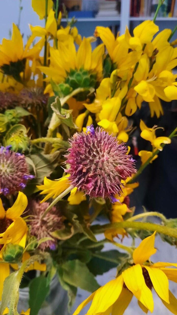 Salvia columbariae flower