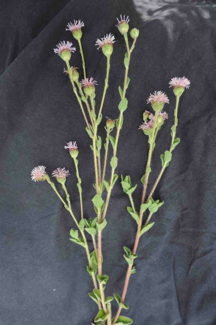 Campuloclinium megacephalum leaf