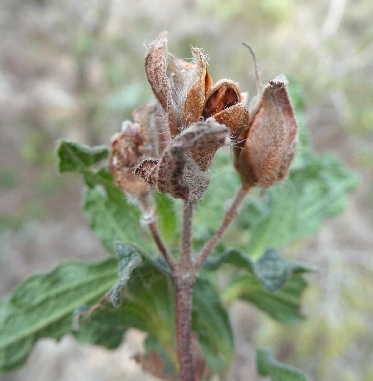 Cistus crispus fruit