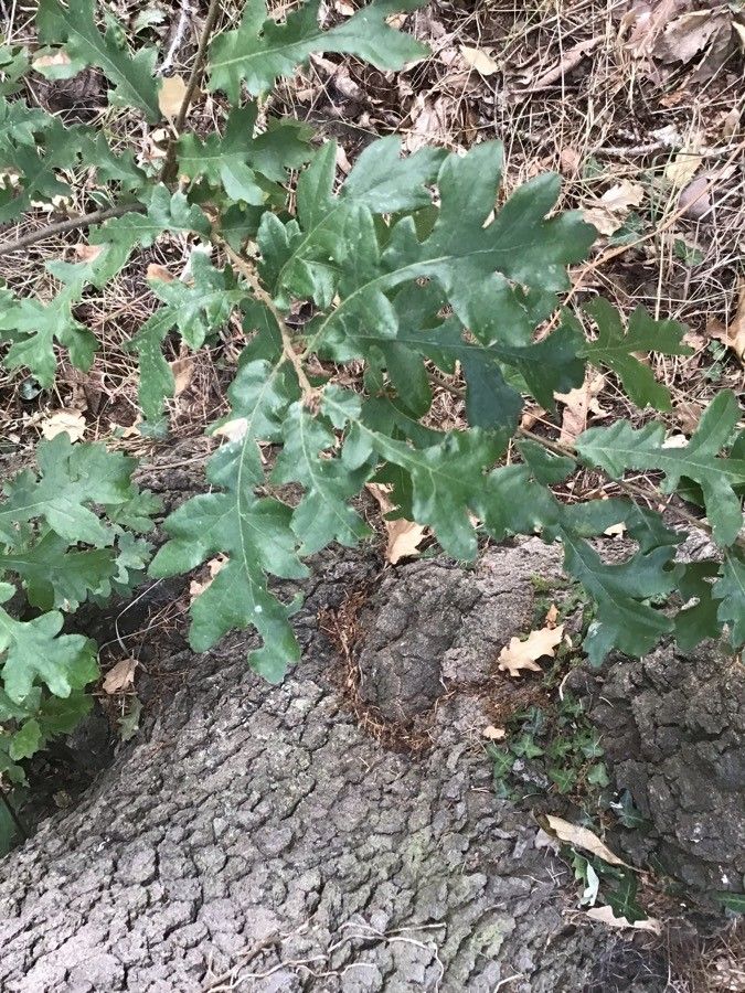 Quercus ithaburensis — search result for 'Fagaceae'