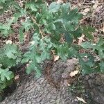 Quercus ithaburensis