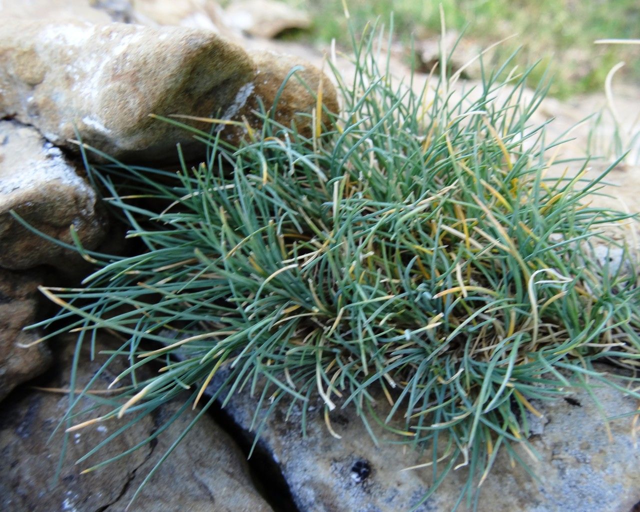 Festuca glacialis — search result for 'Festuca'