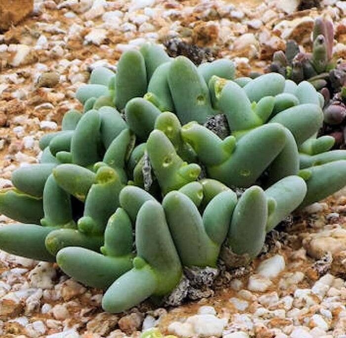 Mesembryanthemum digitatum habit