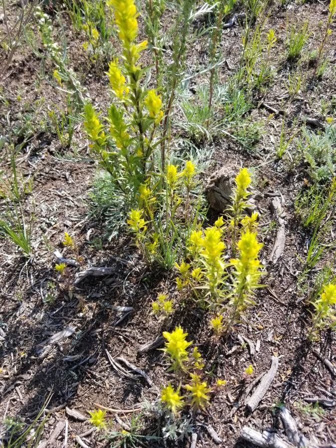 Orthocarpus luteus flower