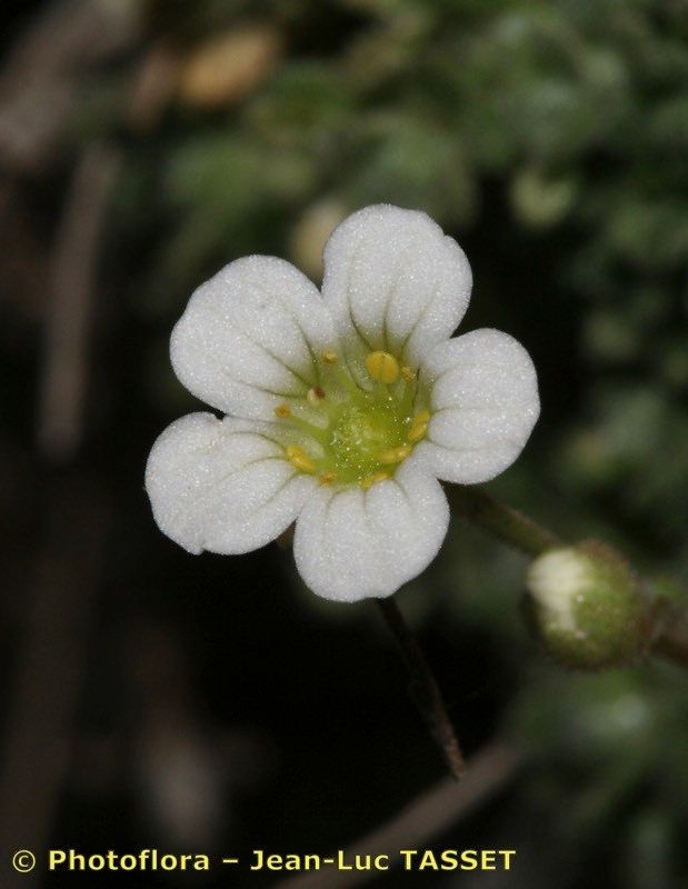 Saxifraga erioblasta — houseplant care guide