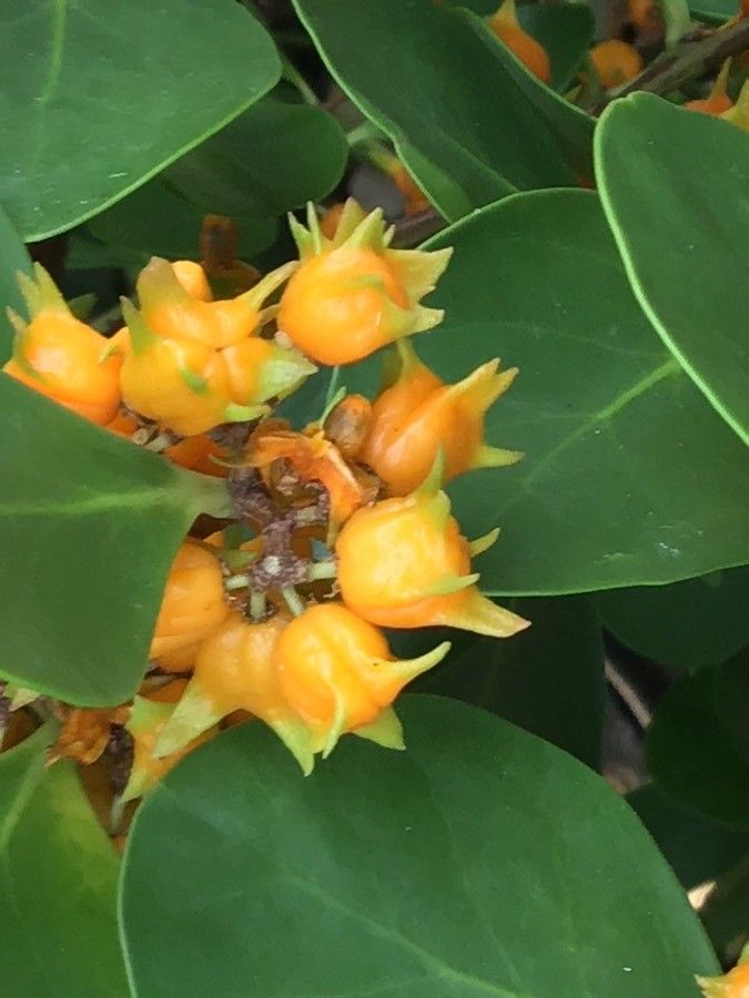 Pterocelastrus tricuspidatus fruit