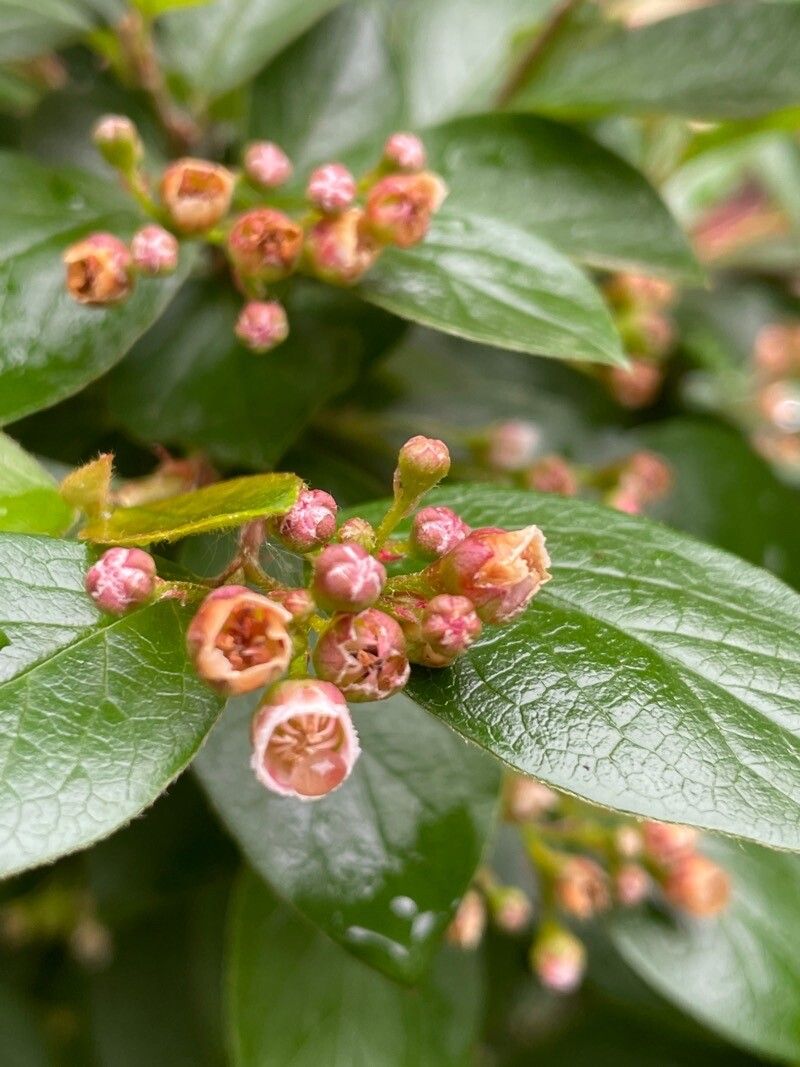 Cotoneaster lucidus flower