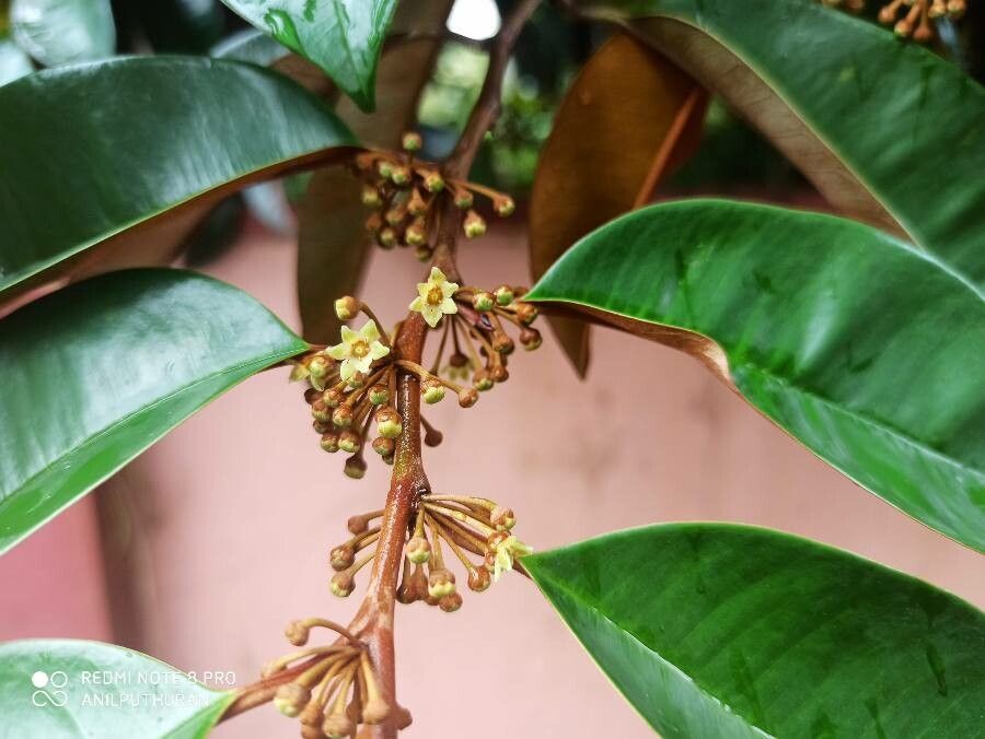 Chrysophyllum mexicanum fruit