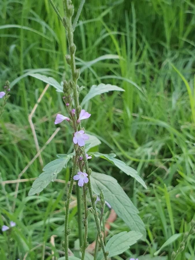 Verbena officinalis — search result for 'Turkey'