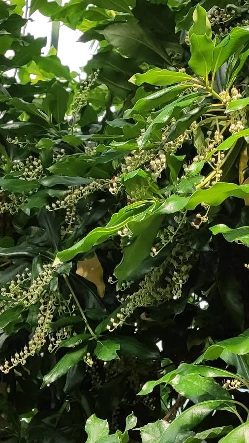 Clethra arborea fruit