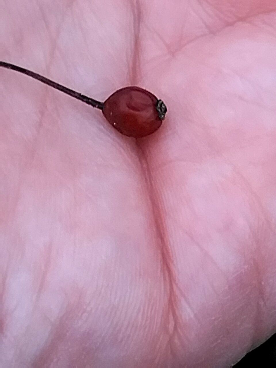 Crataegus marshallii fruit