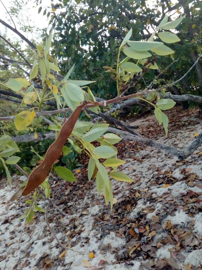 Gliricidia sepium fruit