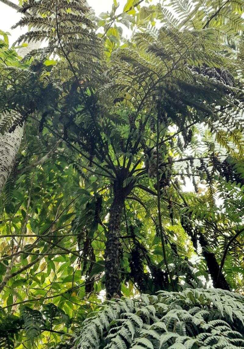 Alsophila fulgens habit