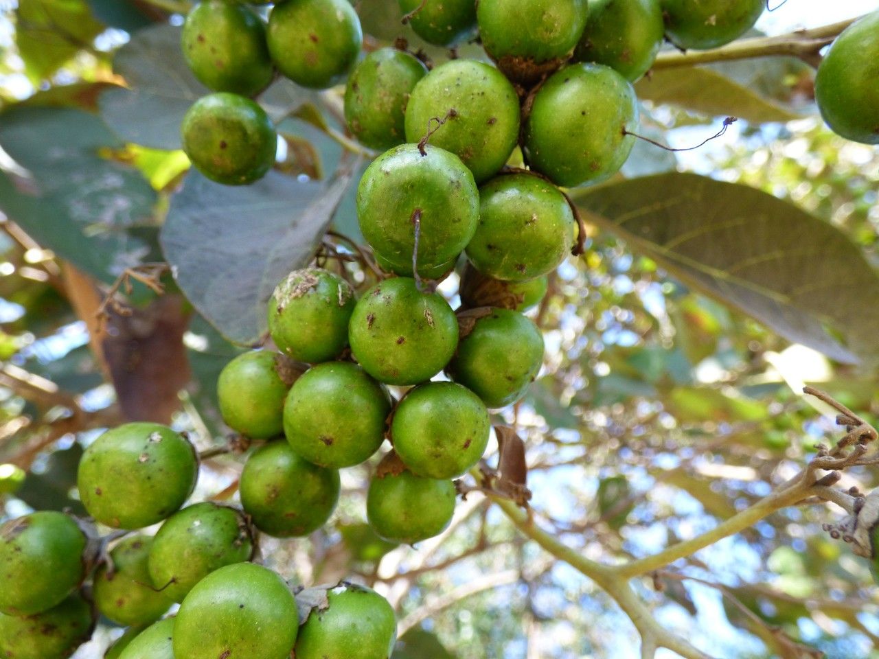 Cordia africana fruit
