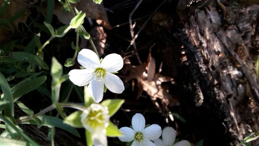 Arenaria montana flower