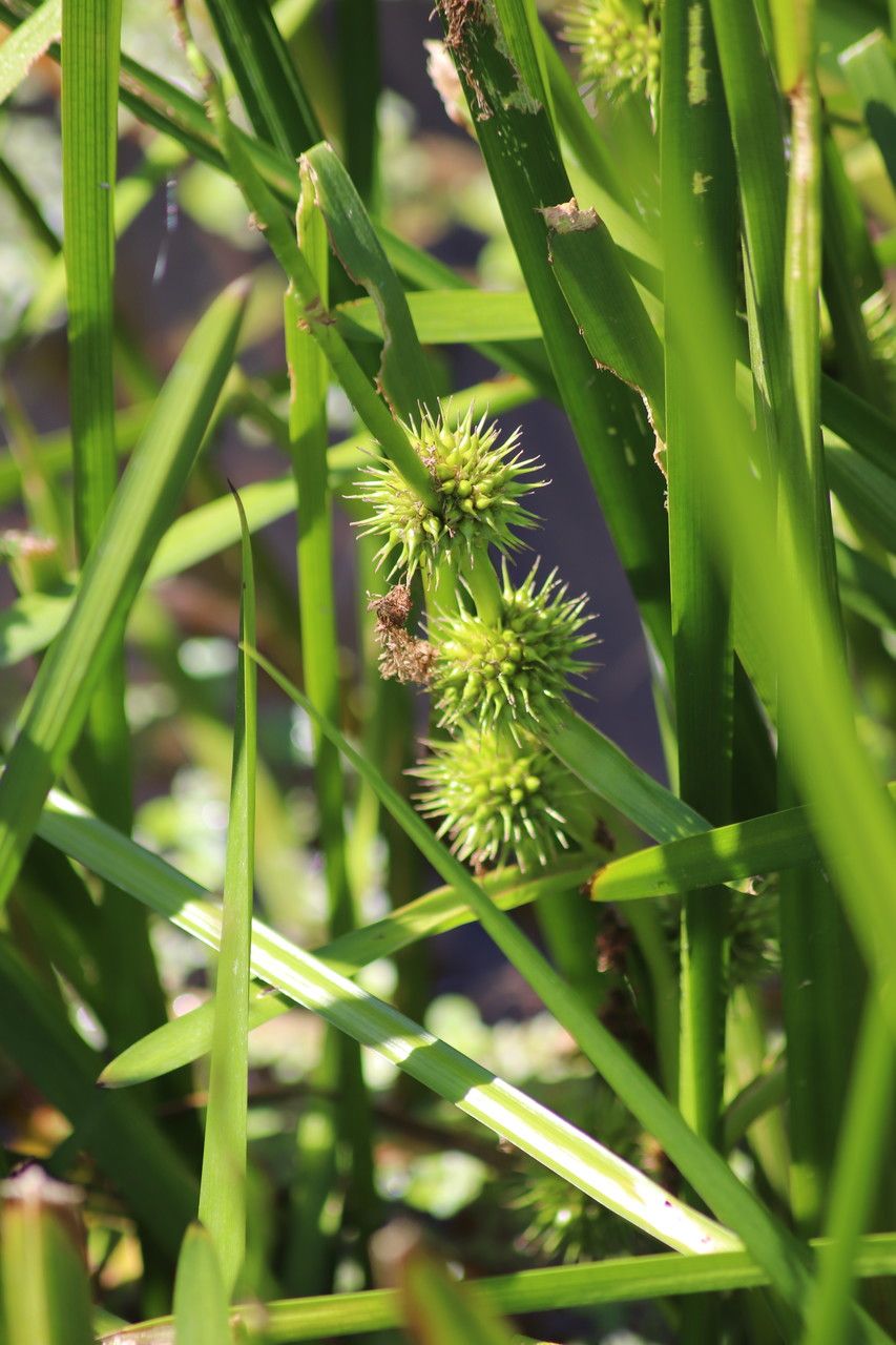 Sparganium emersum fruit