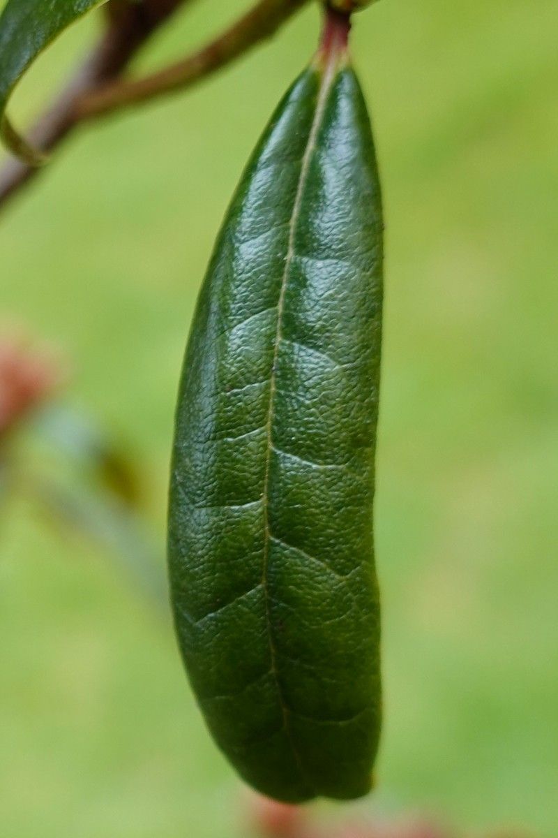 Rhododendron polylepis — houseplant care guide