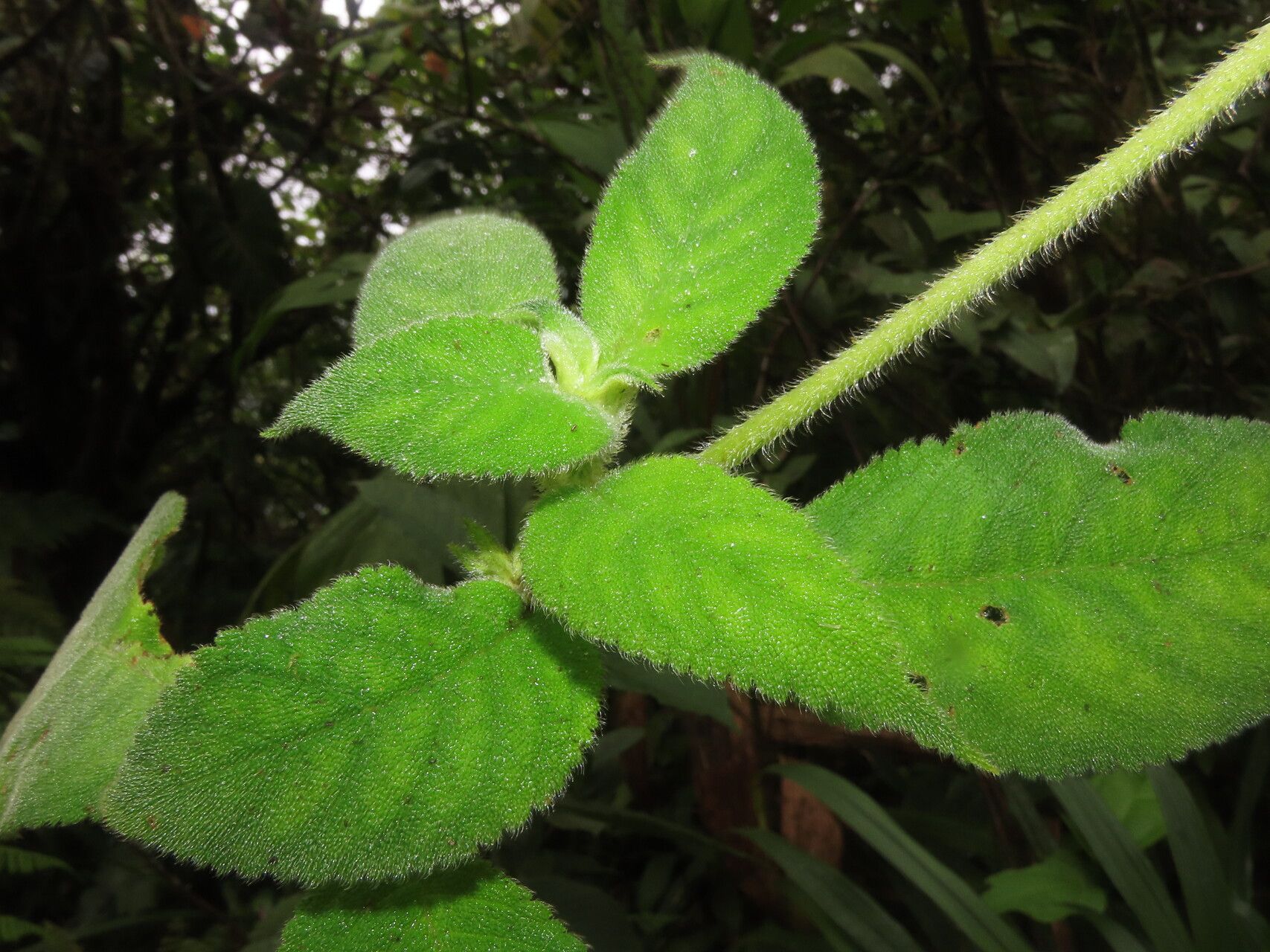 Kohleria tigridia — search result for 'Tigridia'