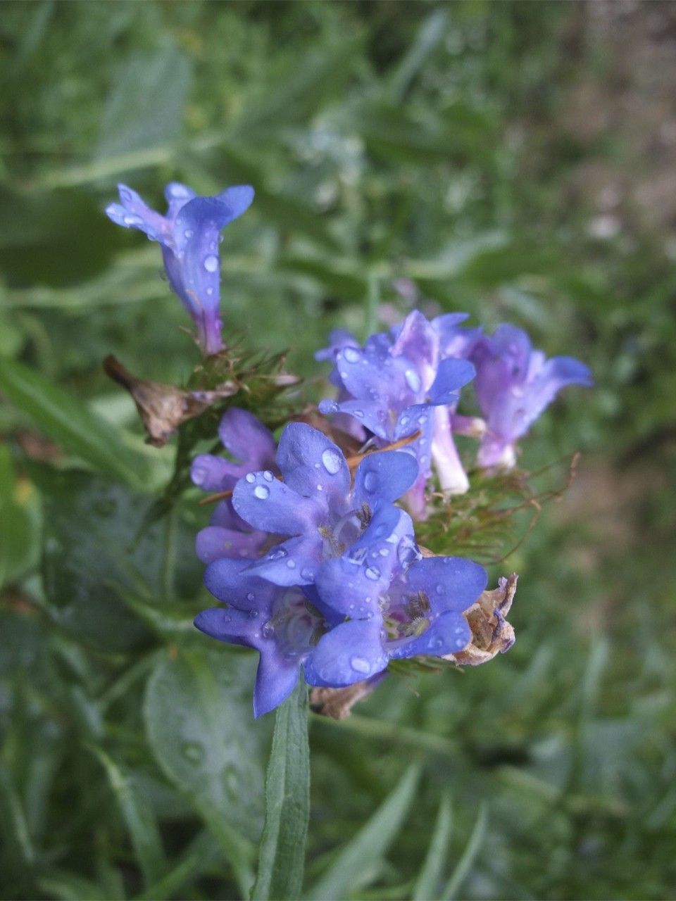 Penstemon platyphyllus flower