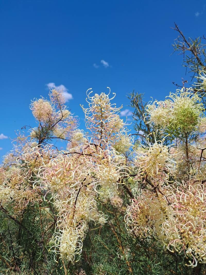 Grevillea annulifera — related species from the same genus