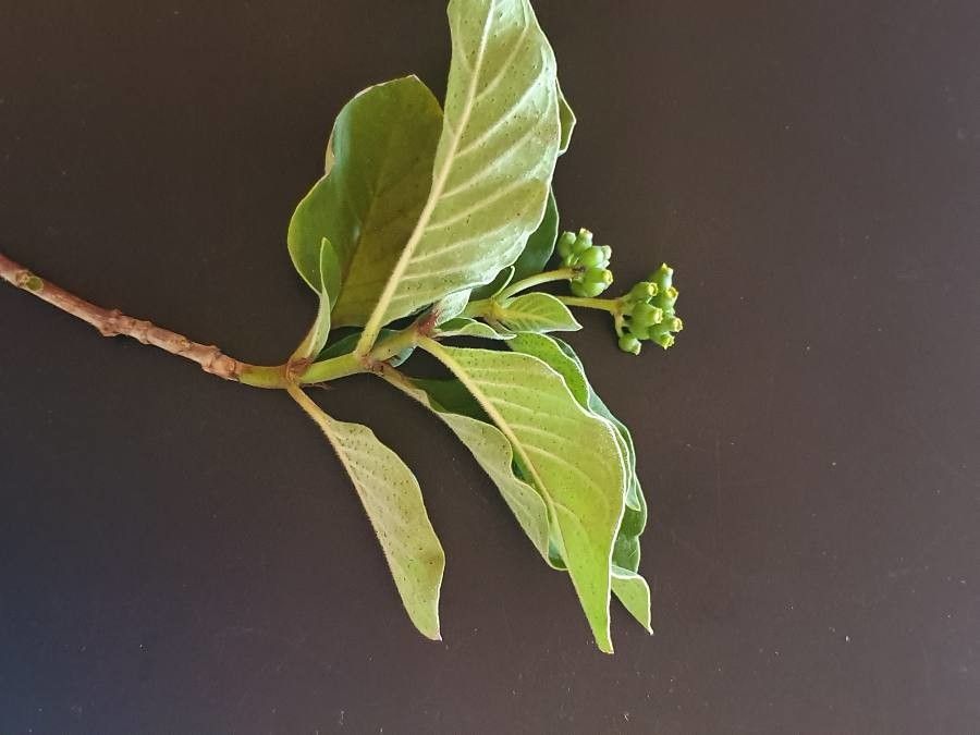 Psychotria kirkii — search result for 'Psychotria'