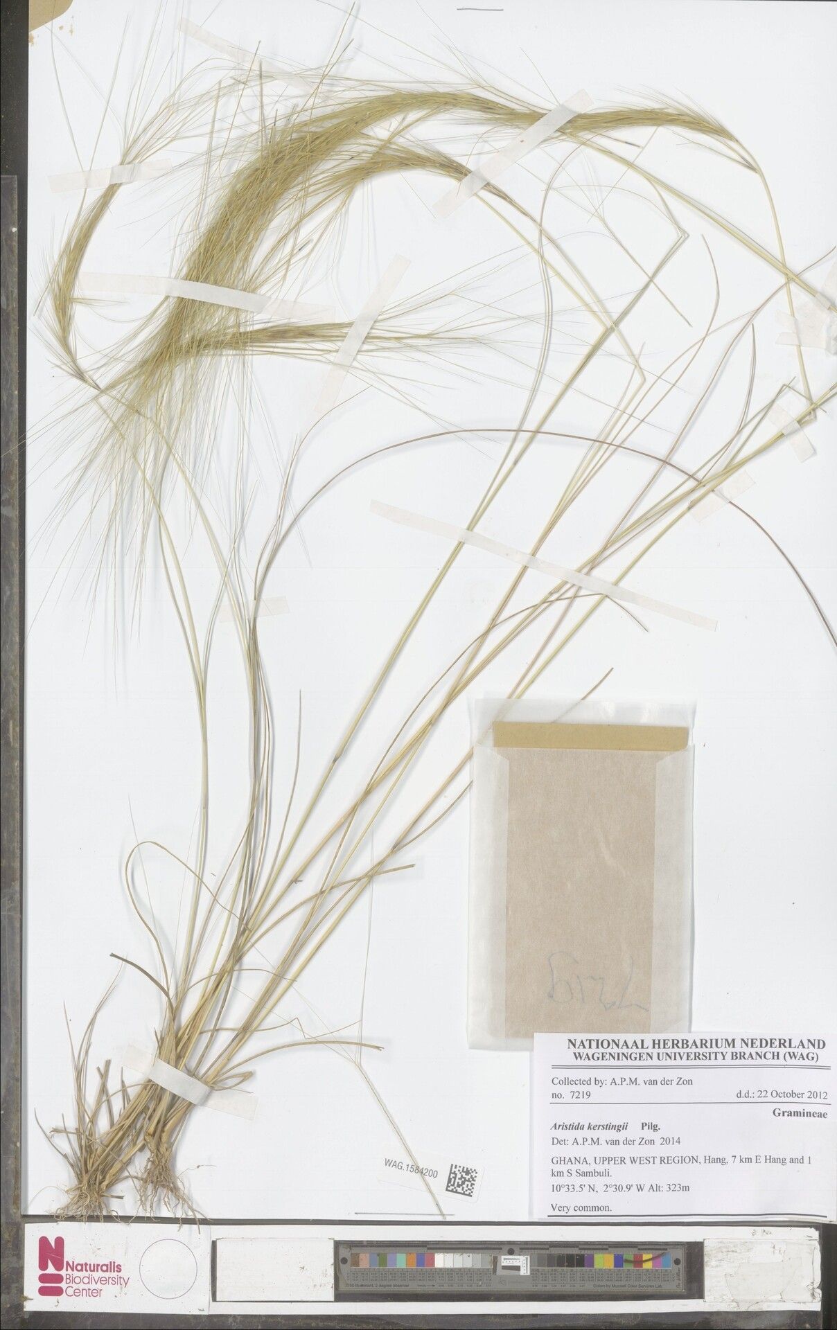 Aristida kerstingii — search result for 'Aristida'