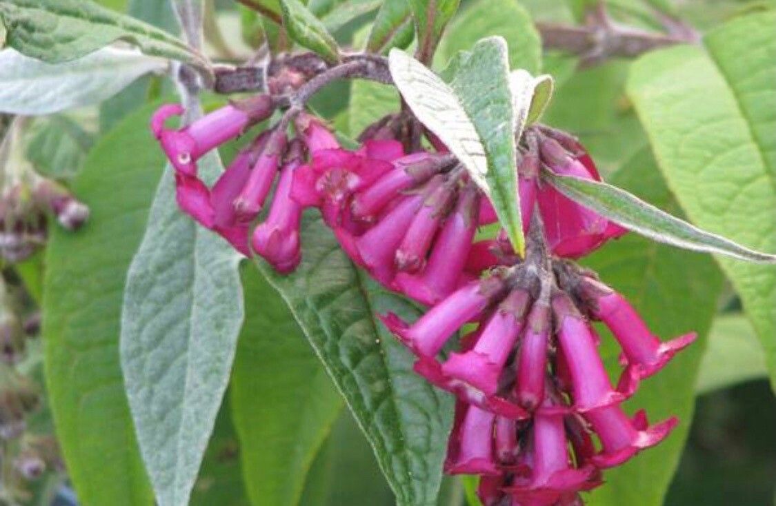 Buddleja colvilei flower