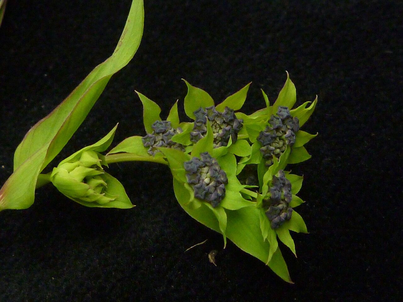 Bupleurum gracillimum fruit