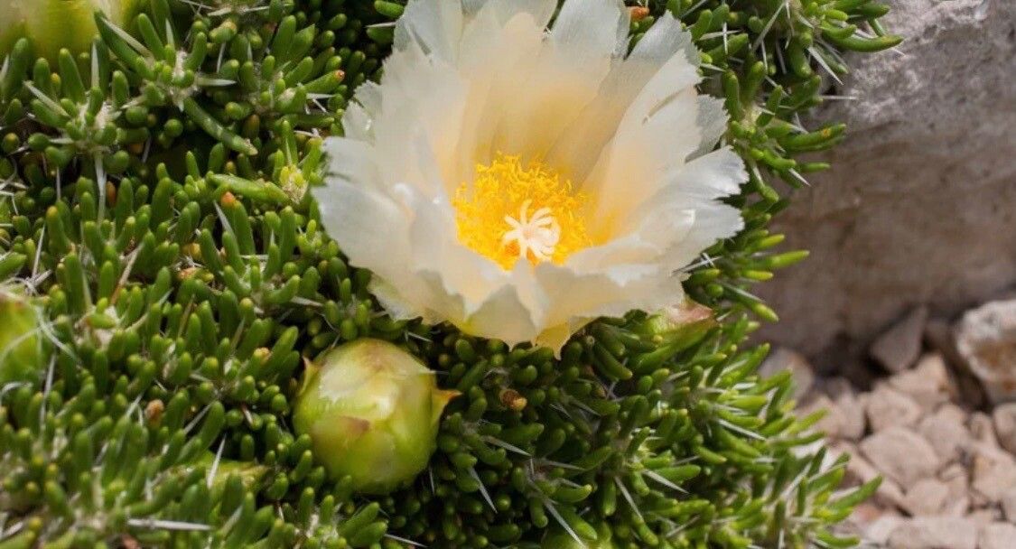 Maihuenia poeppigii flower