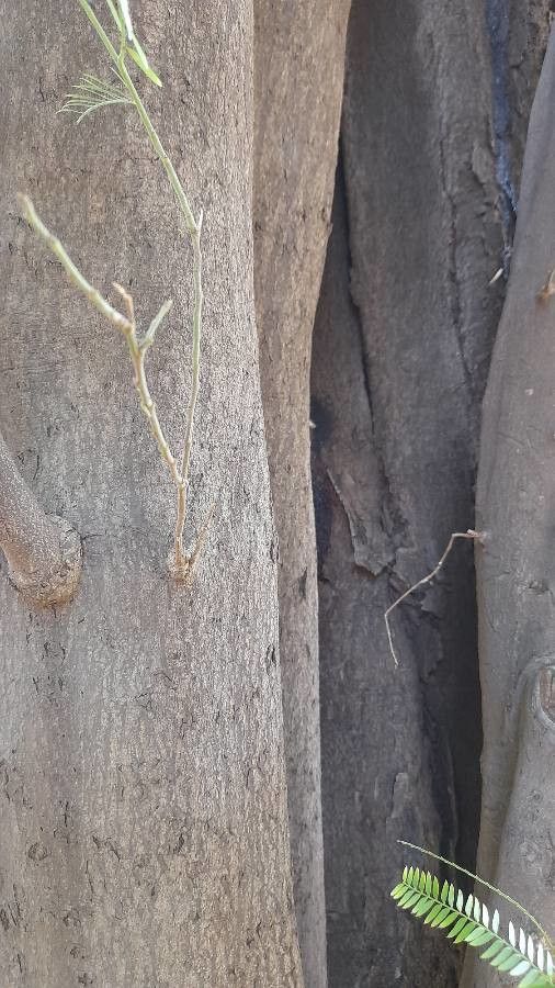 Holocalyx balansae bark