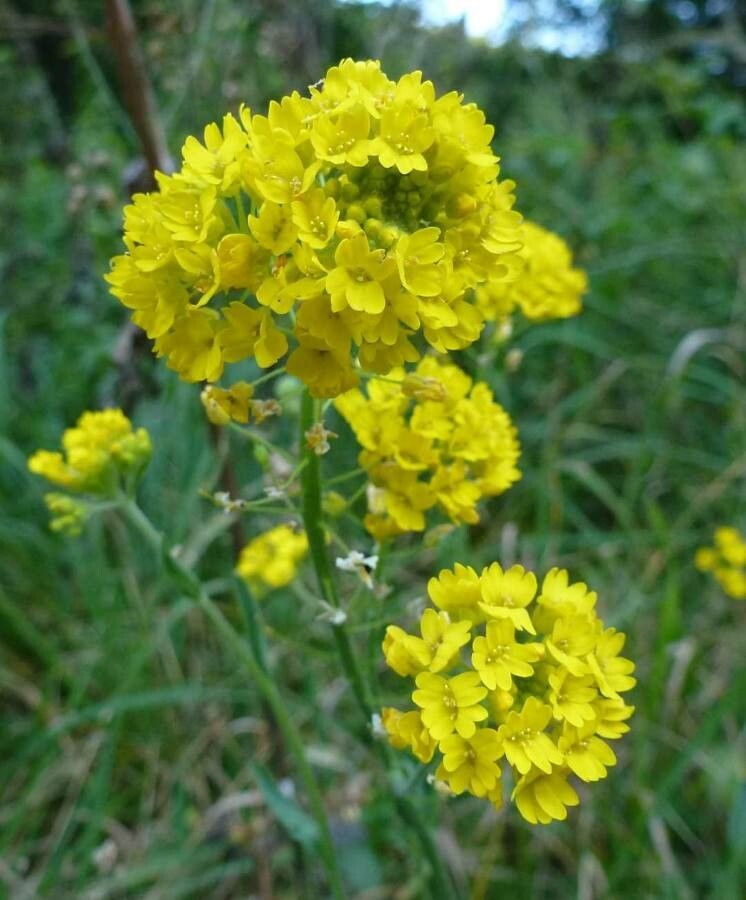 Aurinia corymbosa flower