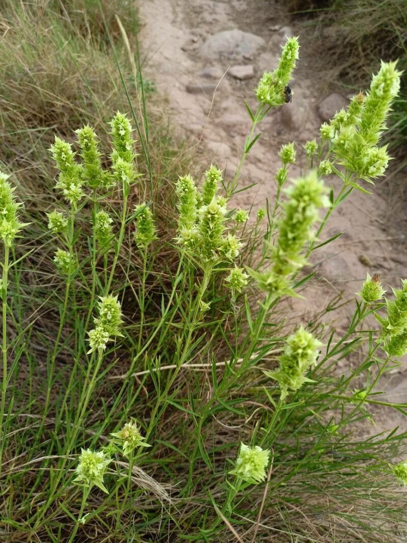 Sideritis hyssopifolia fruit