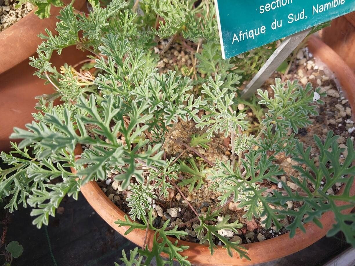 Pelargonium redactum — houseplant care guide