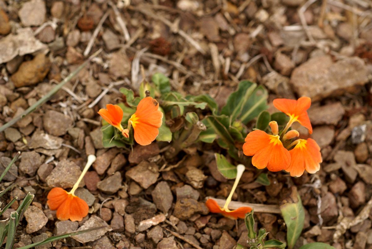 Crossandra fruticulosa flower