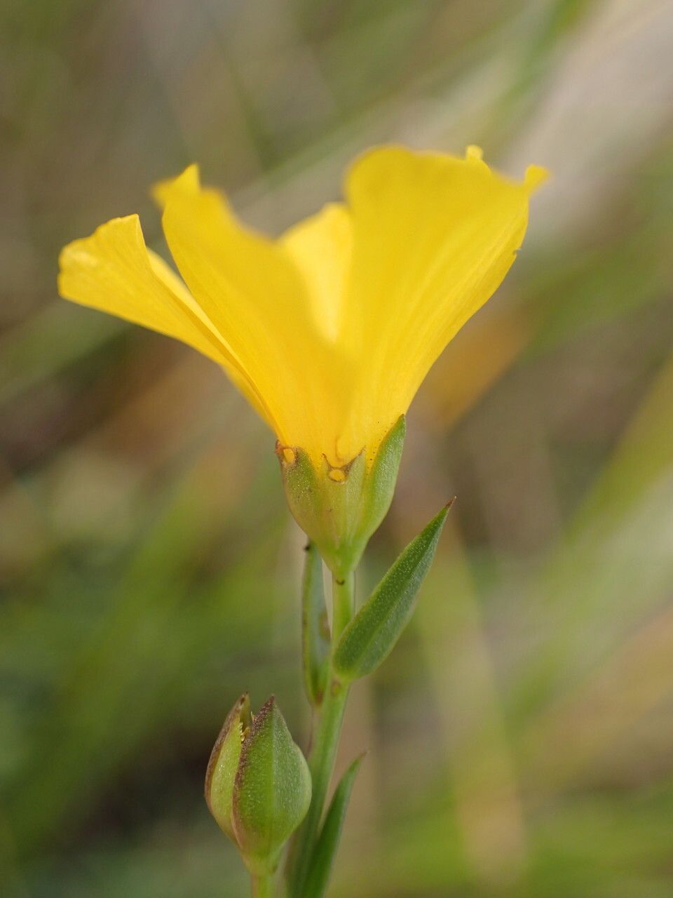 Linum maritimum flower