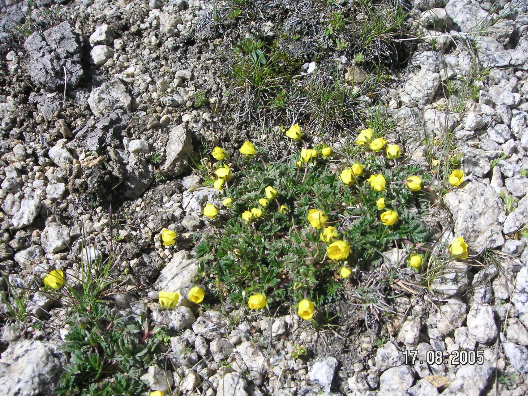 Potentilla saundersiana — houseplant care guide
