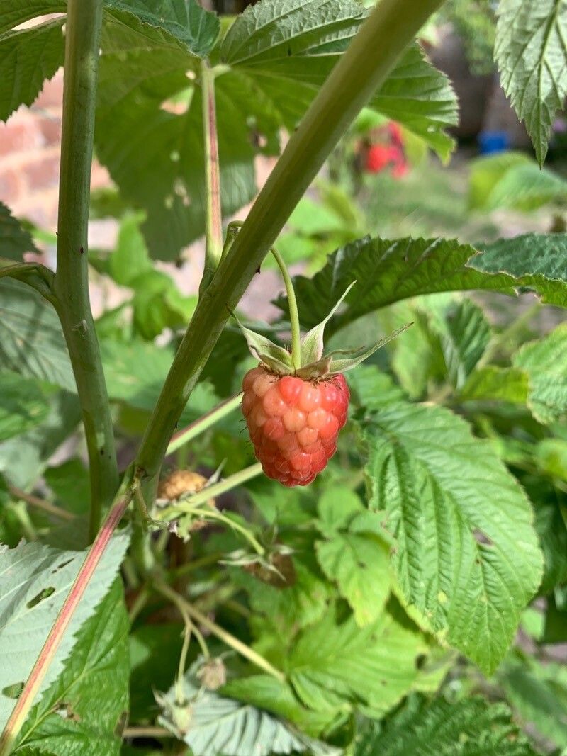 Rubus pruinosus fruit