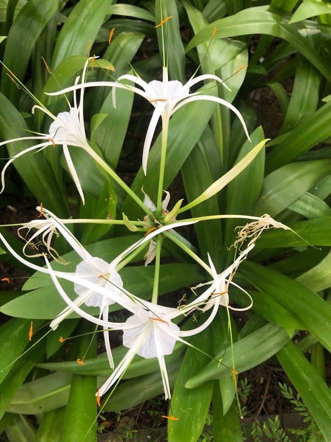 Hymenocallis littoralis flower