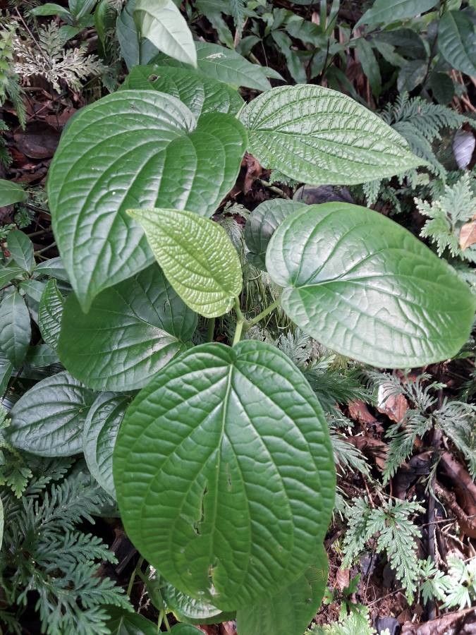 Clidemia umbrosa habit
